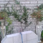 Fiori * Paralía